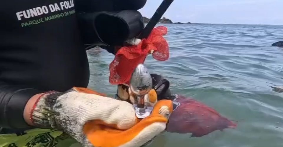 Plug anal é encontrado por mergulhadores em mutirão de limpeza no mar da Barra