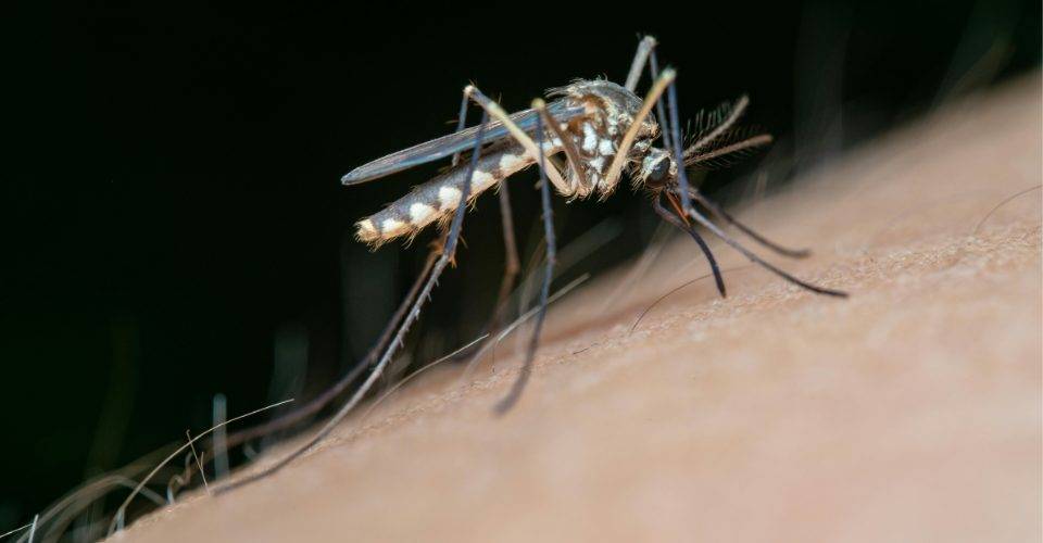 Verão sem Dengue: saiba como reduzir a incidência do mosquito na estação mais quente do ano