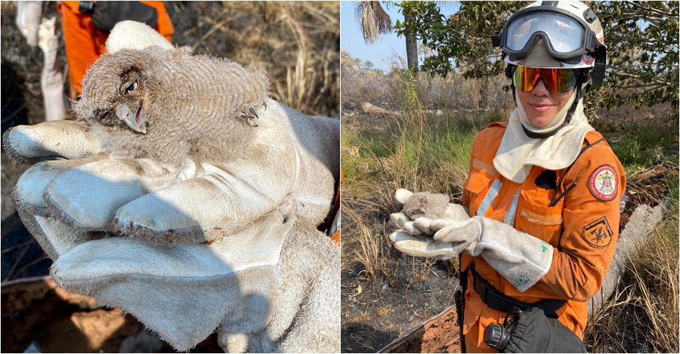 Equipes de combate a incêndios florestais resgatam filhotes de coruja em São Desidério; veja fotos