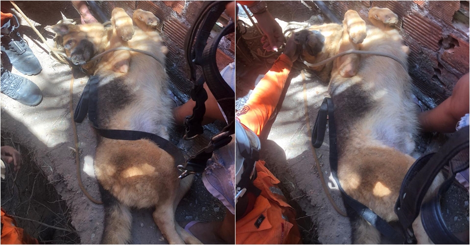 Cachorro de grande porte é resgatado por bombeiros em Madre de Deus